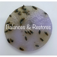 Lavender Flavor 650g